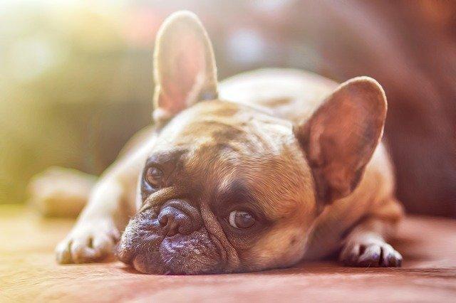 French bulldog laying down, how does a dog get distemper? 