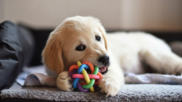 Best Toys and treats for puppies