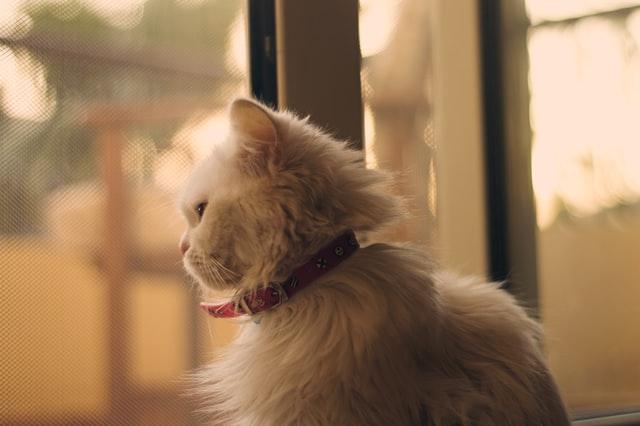 Cat looking out the window, what does it mean when a cat chirps?