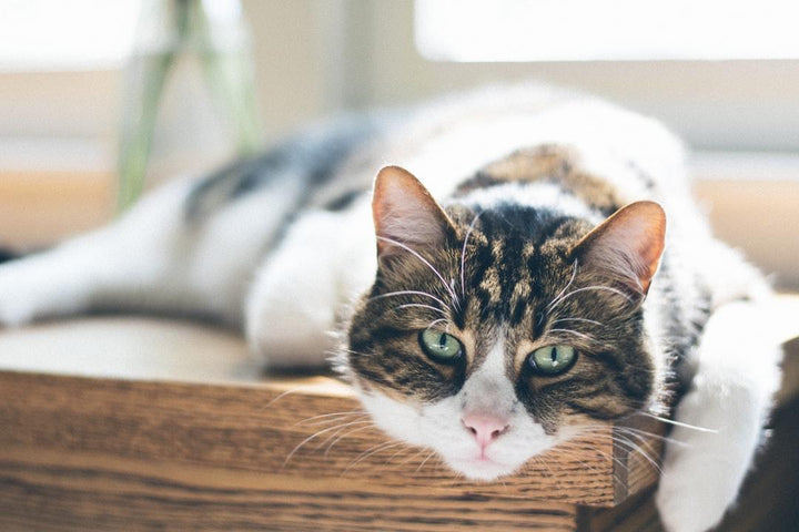 Cat laying down, common health issues affecting senior cats
