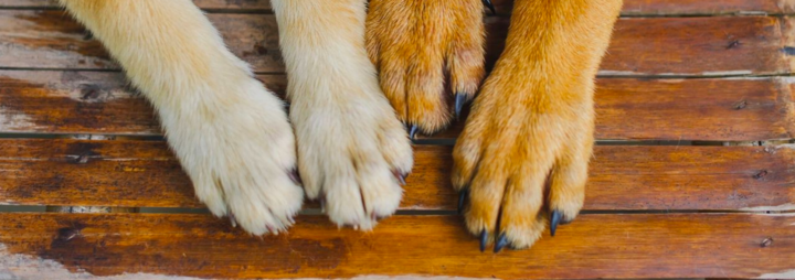 How To Trim Your Pet's Nails
