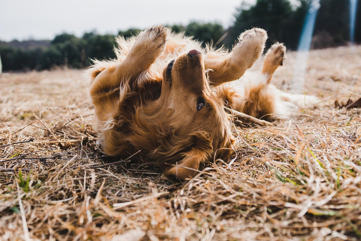The Best Ways to Manage Arthritis in Dogs at Home