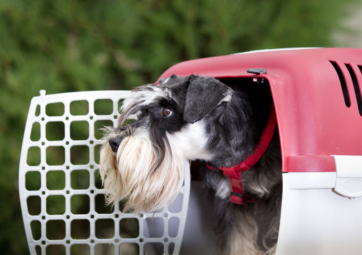 Schnauzer in pet crate, Disaster Preparedness for Pet Parents