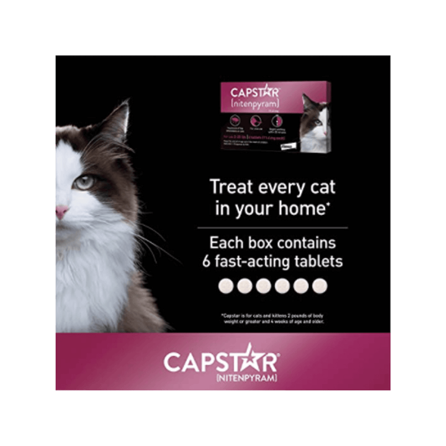 Treat every cat in your home