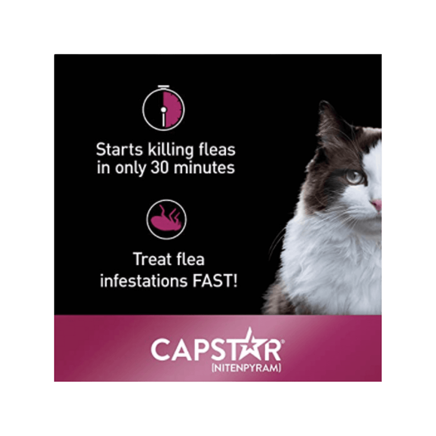 Capstar starts killing fleas on cats in 30 minutes