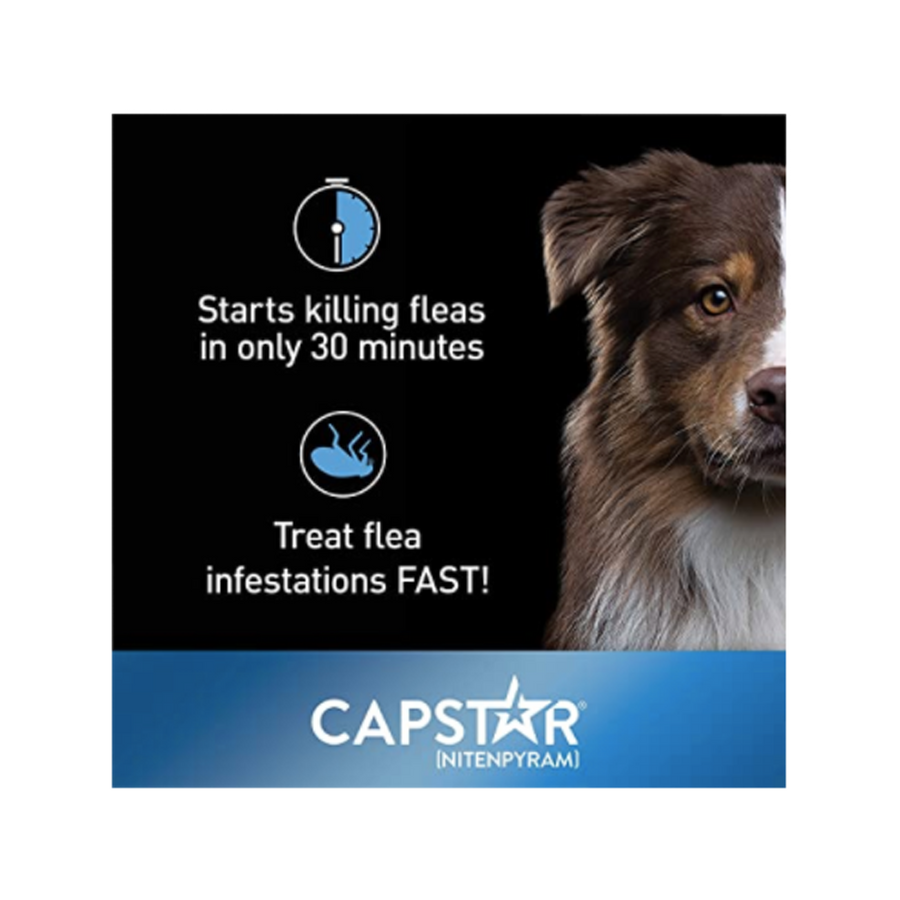Capstar starts killing fleas within 30 minutes