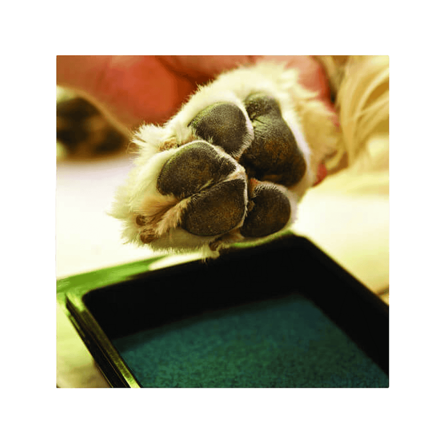 PawFriction Paw Pad Traction Coating Granule System